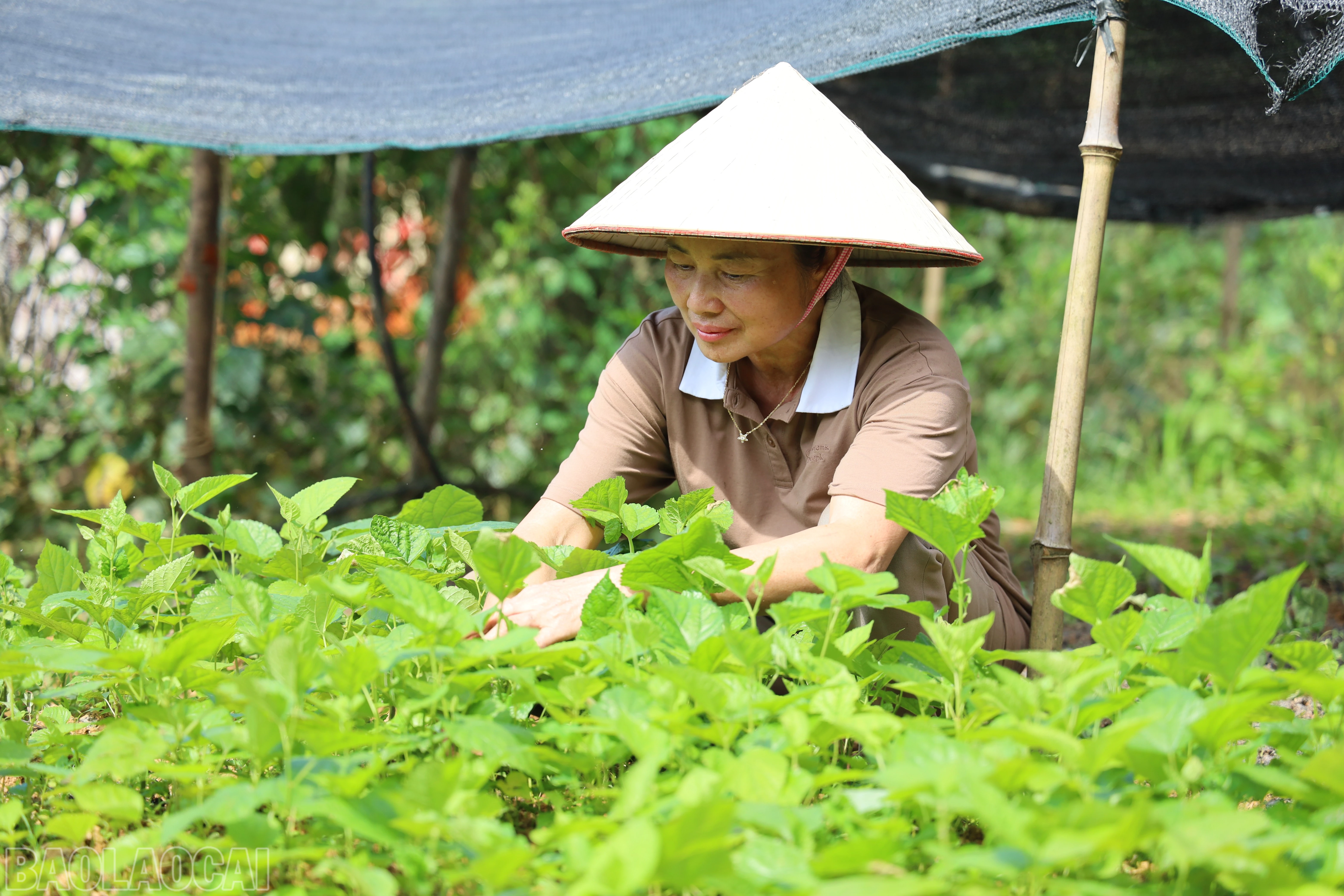 baolaocai-bl_img-1027.jpg