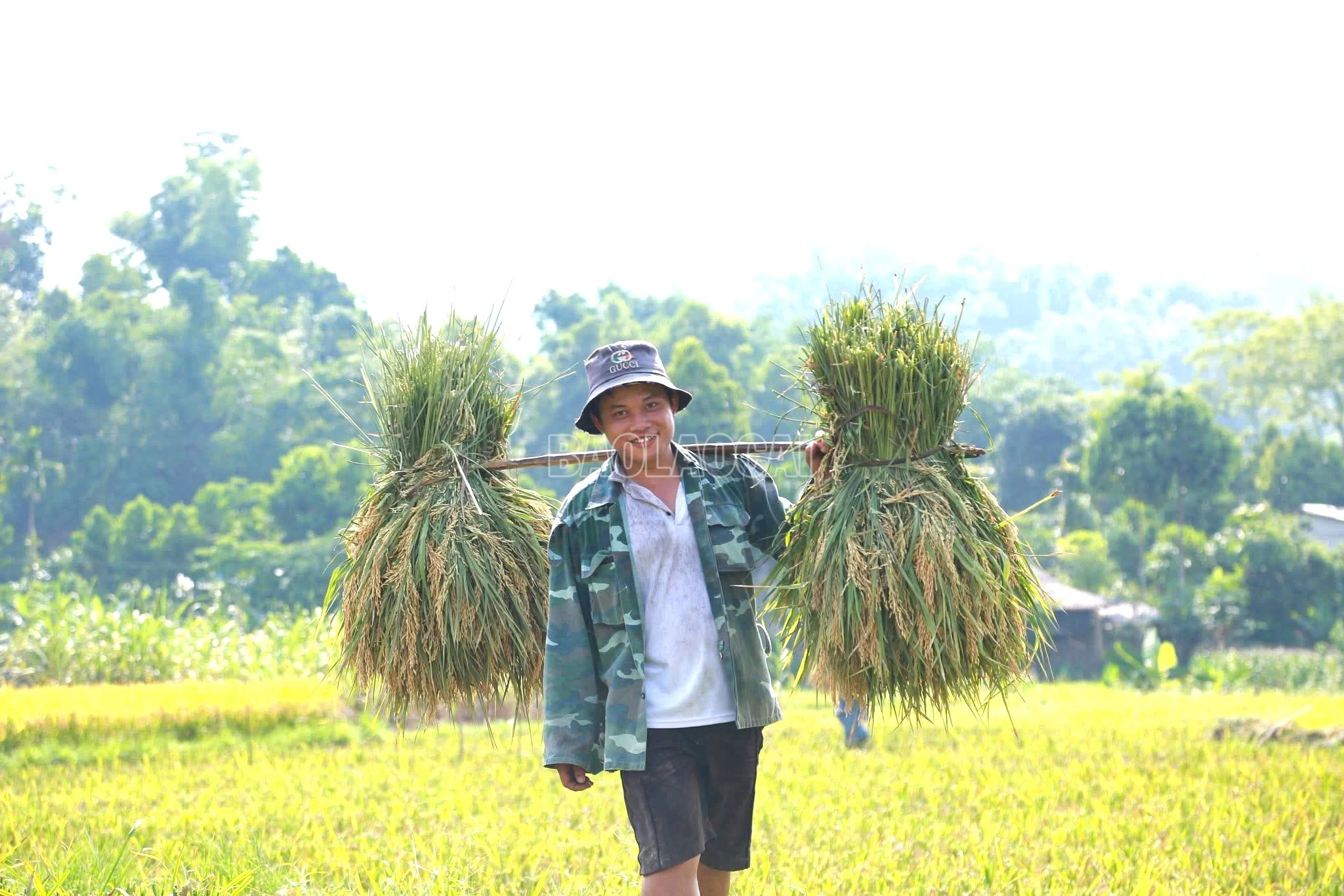 baolaocai-c_z7287928737179-43d72b0b0a0bdfbf520c397f086e8e8d.jpg