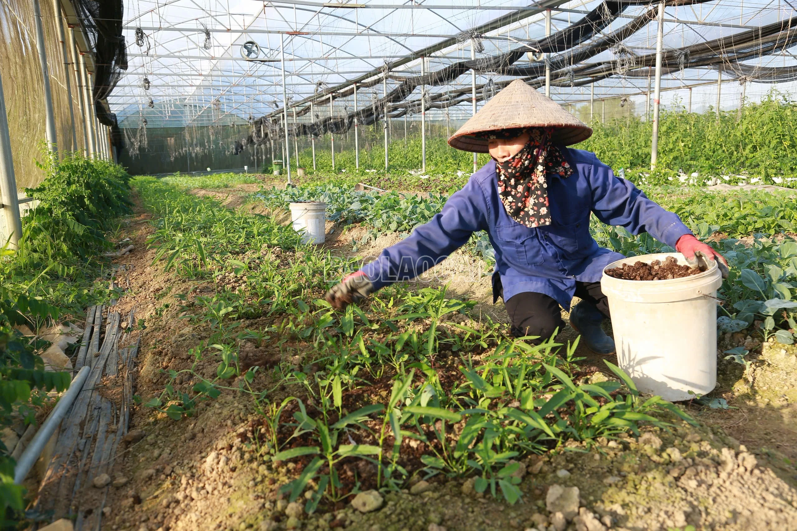 baolaocai-c_z7270587234317-9c5d8024b036a8d58e90e4f87d31453d.jpg