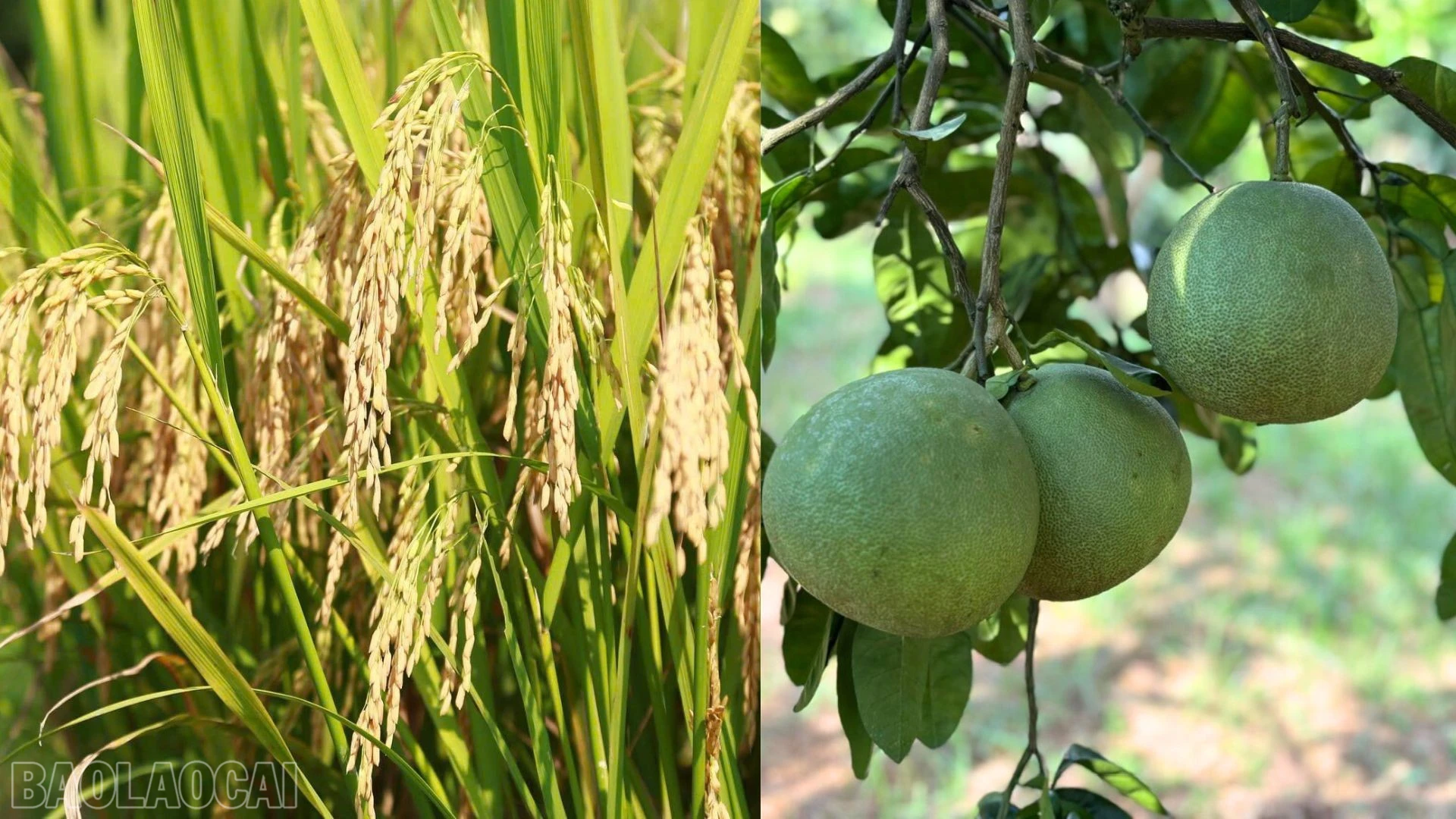 baolaocai-bl_lua-buoi.jpg