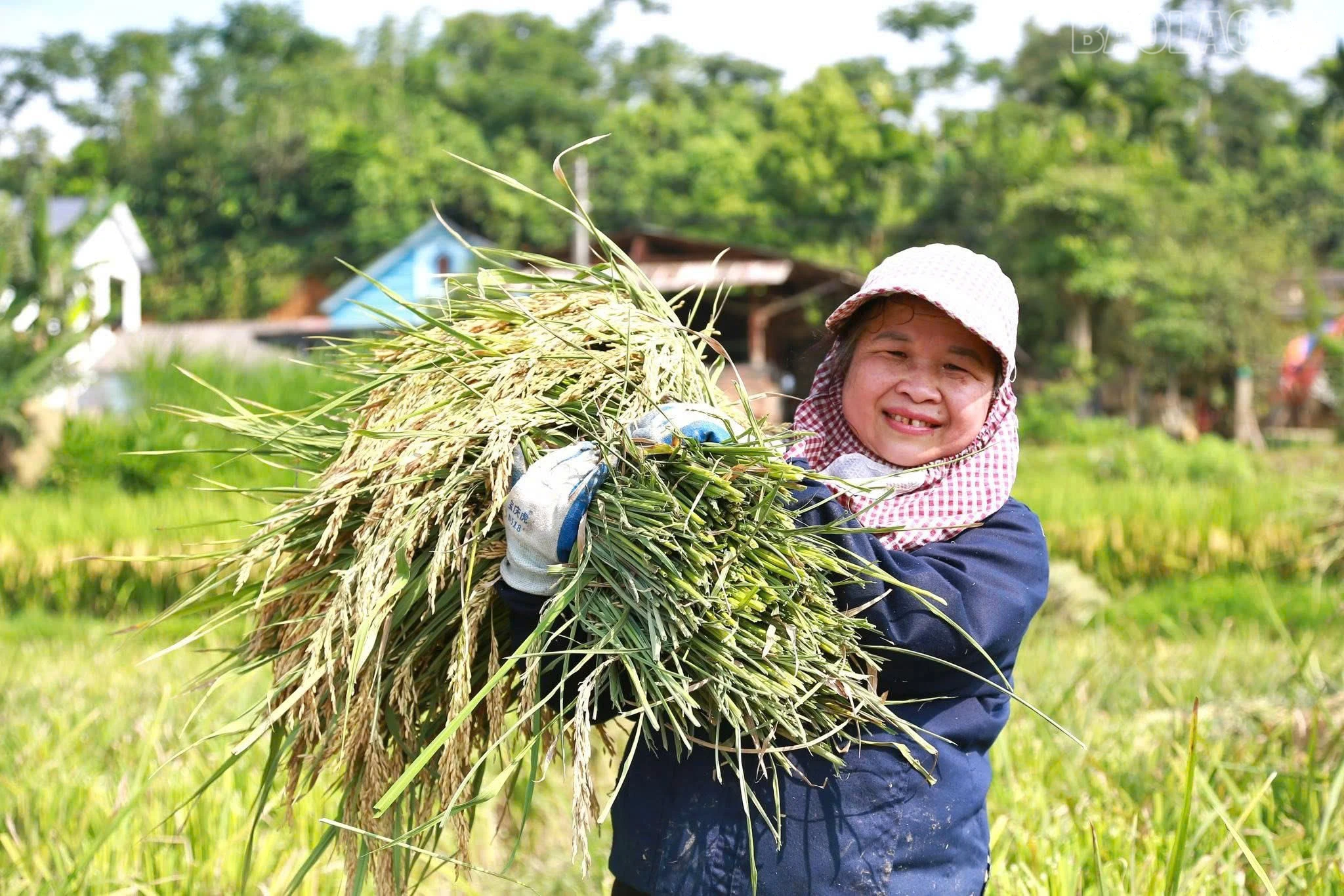 baolaocai-tr_z7287928727639-b44f3f4c0058dd06c1c19e63d747cde5.jpg