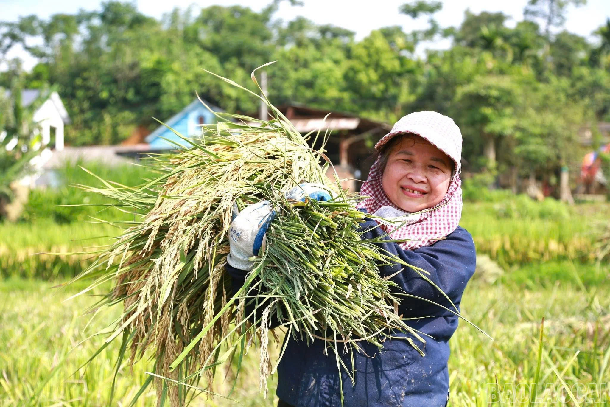 baolaocai-br_z7287928727639-b44f3f4c0058dd06c1c19e63d747cde5.jpg
