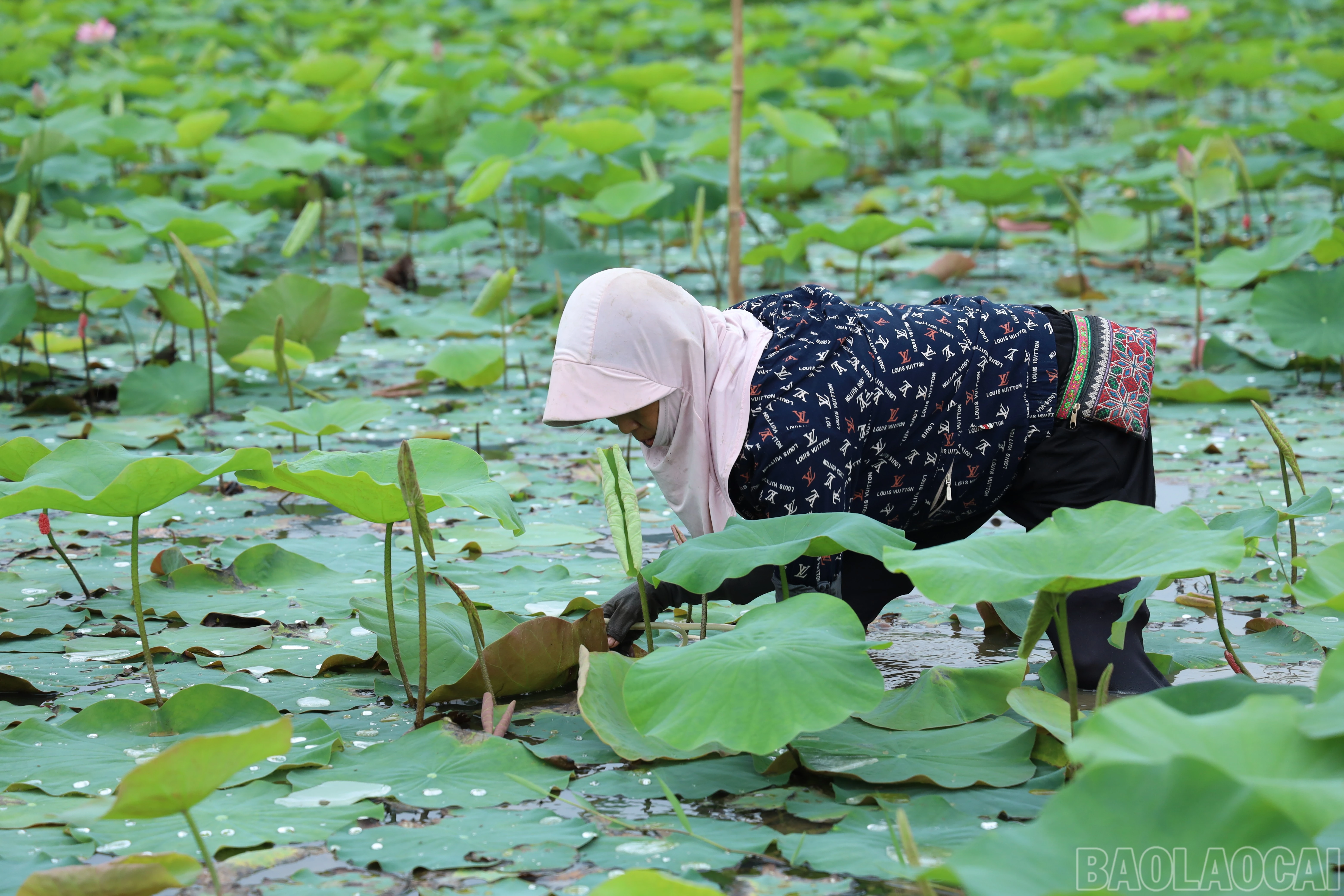 baolaocai-br_img-4639.jpg