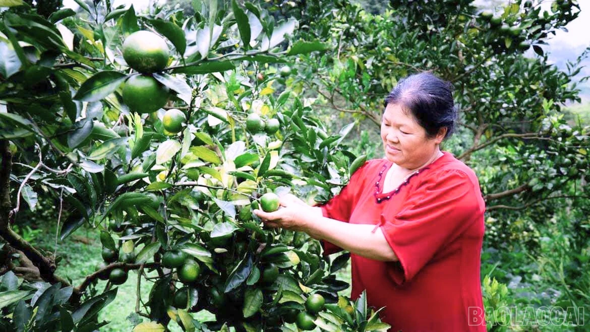 baolaocai-br_quyet-muong-khuong.jpg