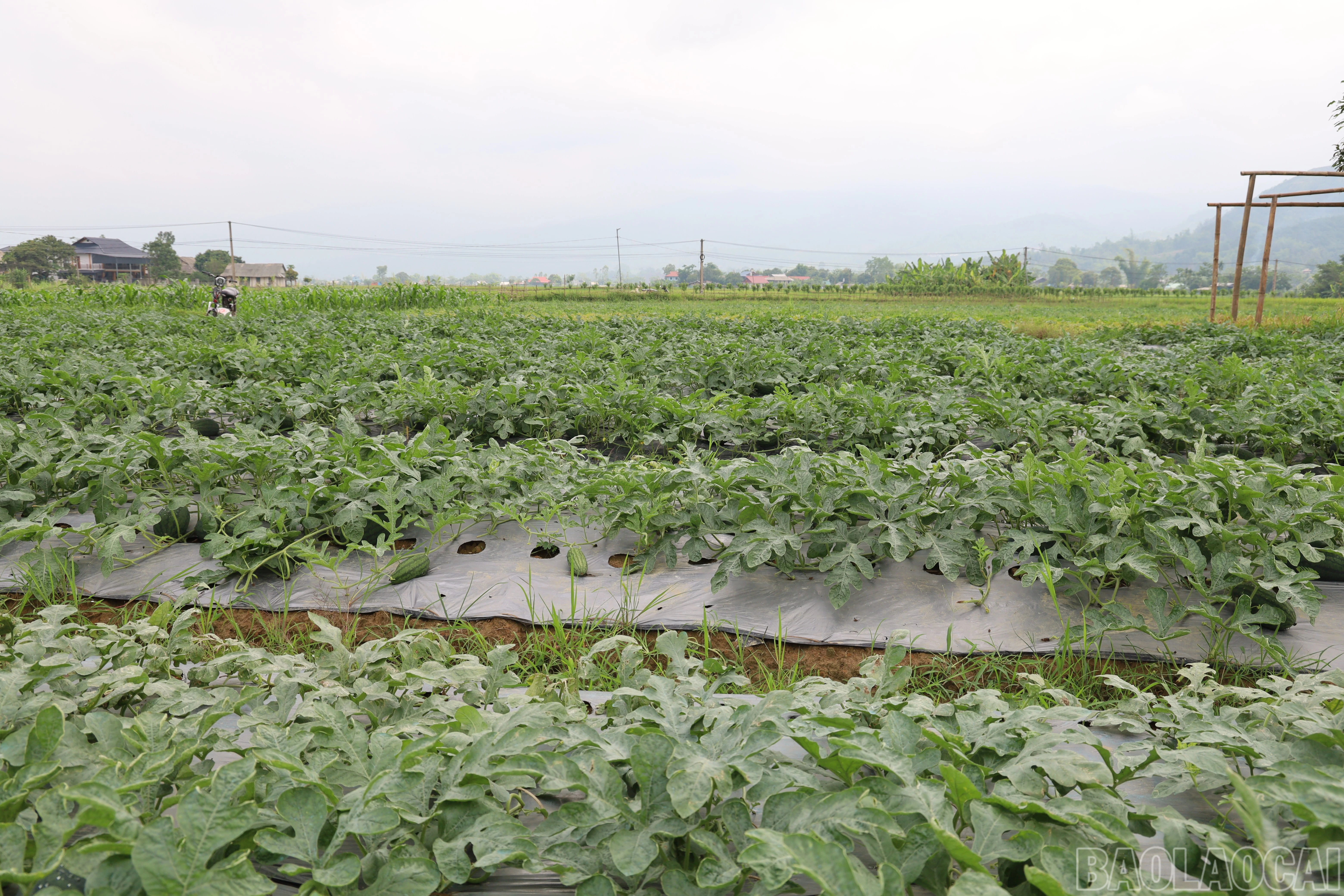 baolaocai-br_img-0118.jpg