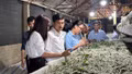 Nông dân Bảo Hà, Phúc Khánh học kinh nghiệm phát triển nghề dâu tằm tại Trấn Yên