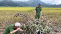 Hợp Thành tháo dỡ nhiều điểm bẫy chim hoang dã, giải cứu hơn 10 cá thể