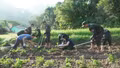 Việt Hồng trồng thử nghiệm 0,36 ha cúc chi gắn với phát triển du lịch cộng đồng