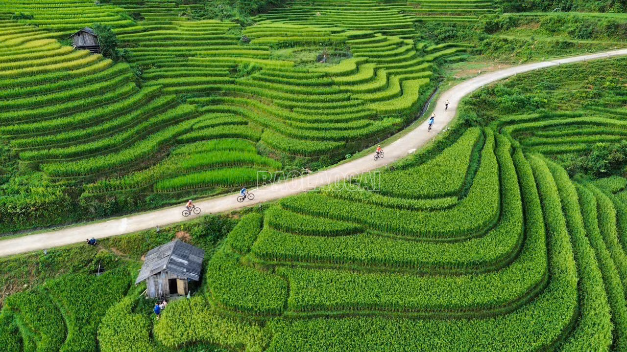 baolaocai-c_muong-bo-1.jpg