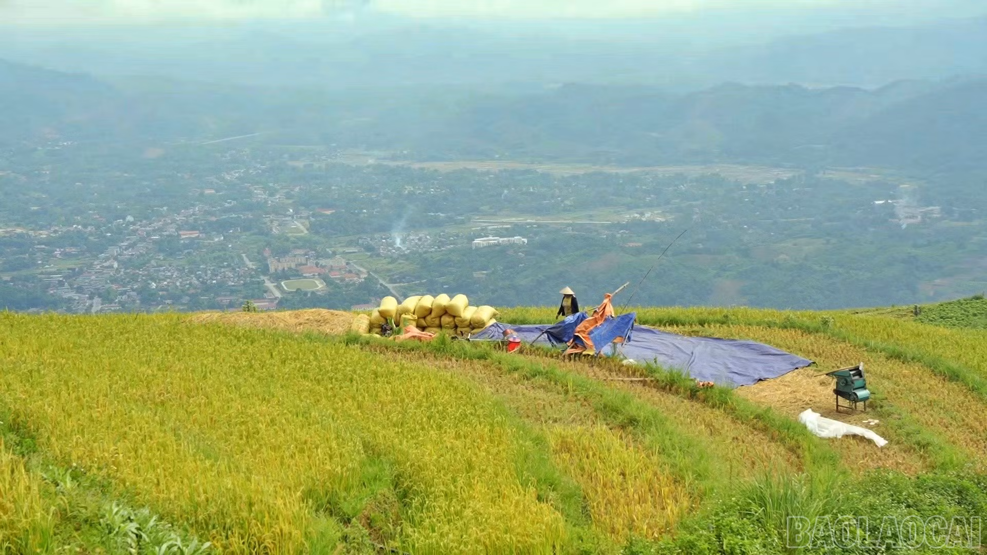 baolaocai-br_nguoi-dan-thon-trat-thu-hoach-lua-nep-do.jpg