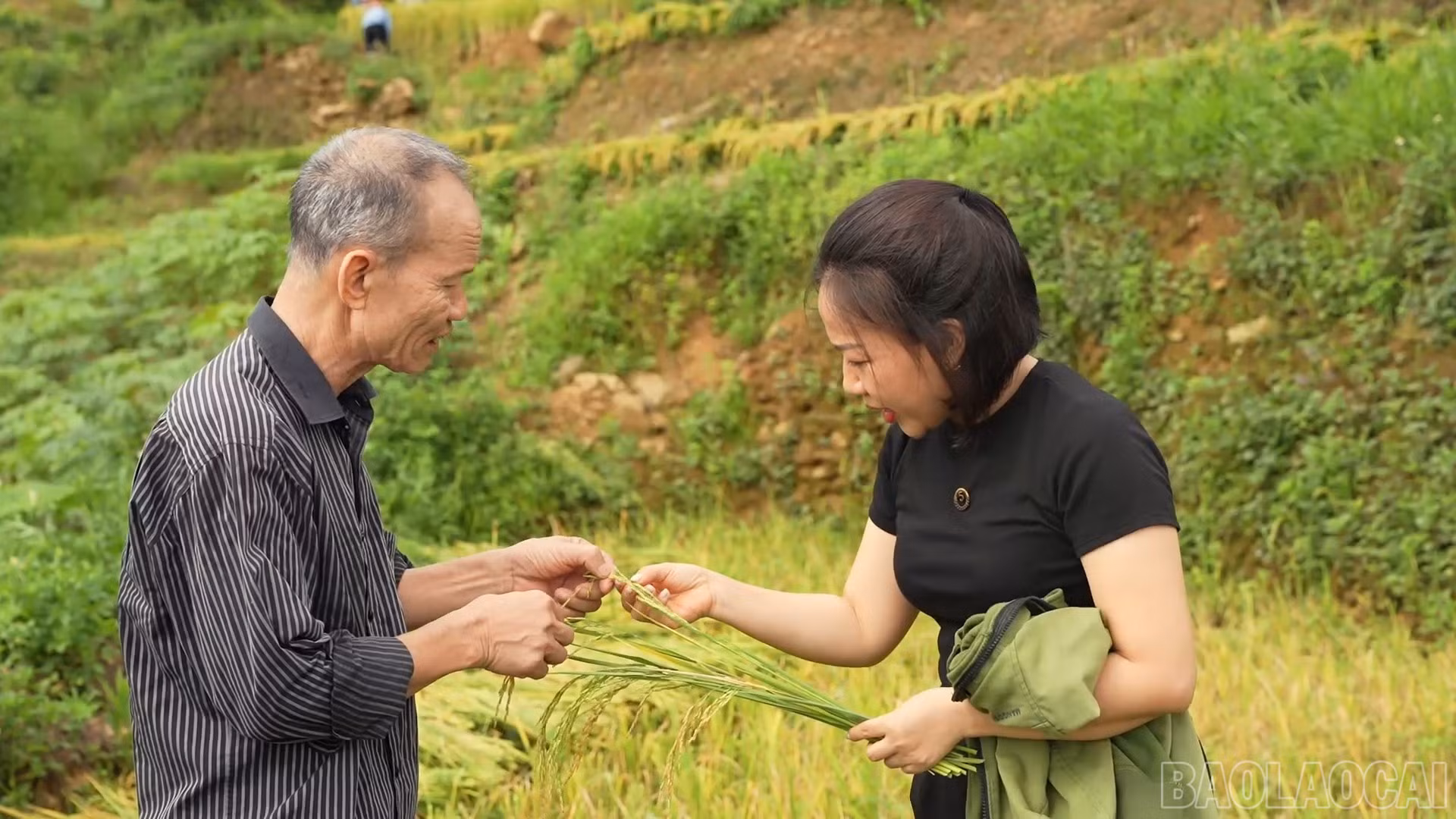 baolaocai-br_can-bo-xa-va-nguoi-dan-chia-se-kinh-nghiem-trong-lua-2-vu.jpg