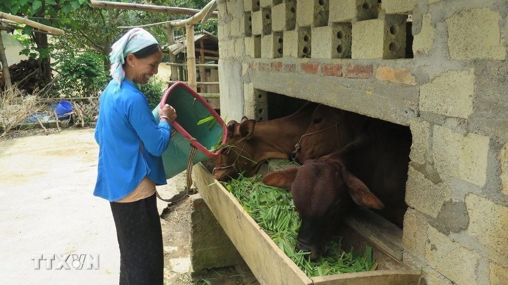 Nuôi bò thịt xóa đói giảm nghèo tại hộ gia đình chị Sùng Thị Hoa, xã Bản Mế, huyện Si Mai Ca, tỉnh Lào Cai.