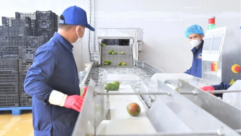 Dây chuyền chế biến xoài tại Trung tâm chế biến rau, quả Doveco Sơn La.
