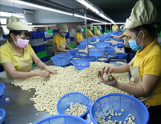Phân loại nhân hạt điều tại nhà máy của Công ty TNHH Nguyên Thông, thành phố Tuy Hòa (Phú Yên).