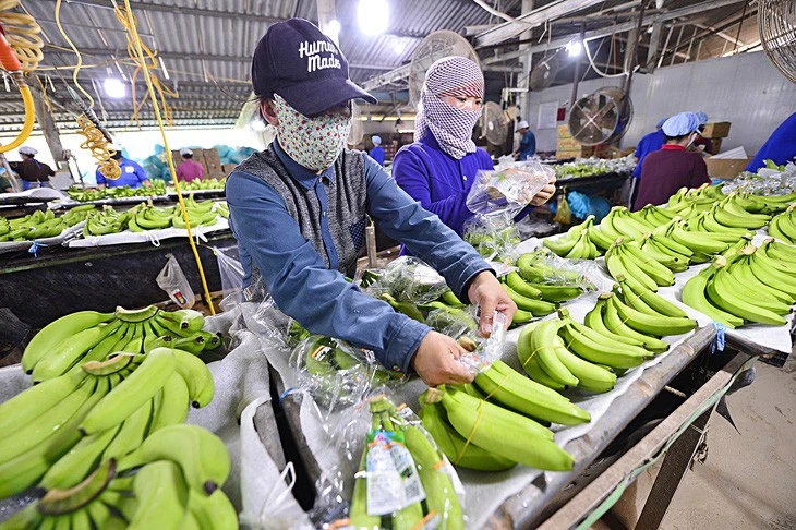 Công nhân sơ chế và đóng gói chuối xuất khẩu tại Công ty TNHH Huy Long An ở huyện Đức Huệ, tỉnh Long An.