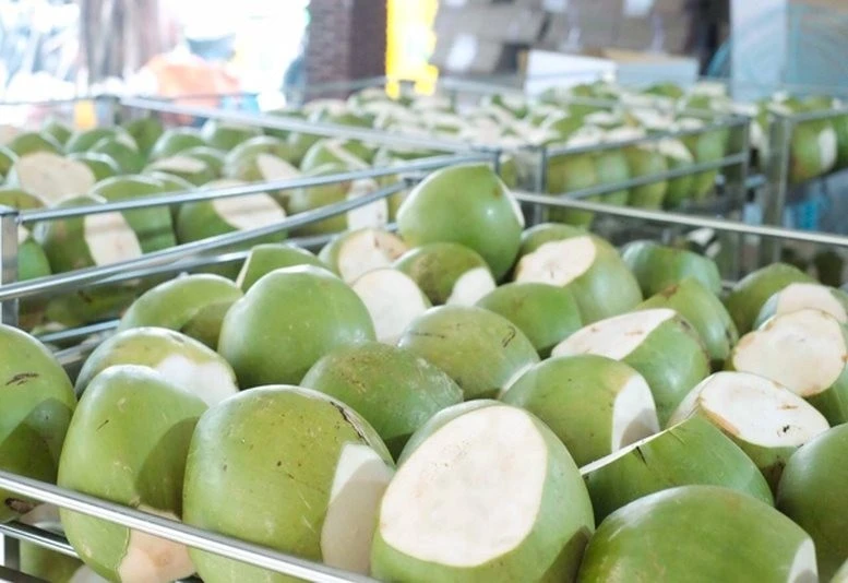 Trái dừa tươi Việt Nam sắp được xuất khẩu sang thị trường Trung Quốc.
