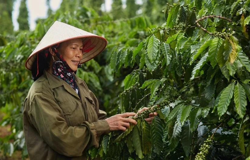 Xuất khẩu càphê ghi nhận mức tăng đột biến 51,1% nhờ giá xuất khẩu bình quân tăng vọt lên 5,698 USD/tấn (tăng 67,5%).