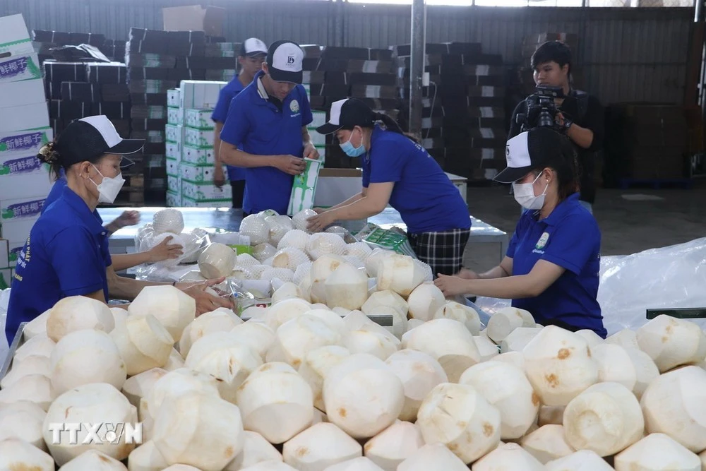 Đóng gói dừa tươi xuất khẩu.