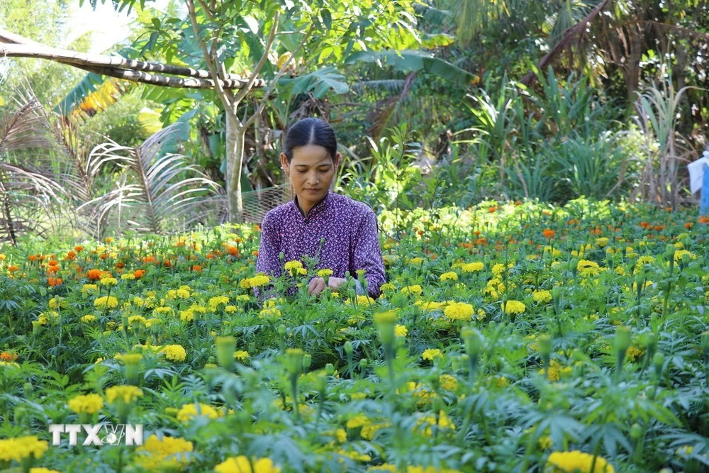 Gia đình chị Trần Thị Út Phượng, thị trấn Trà Cú, huyện Trà Cú, thoát nghèo năm 2023 nhờ được tiếp cận nhiều chính sách hỗ trợ.