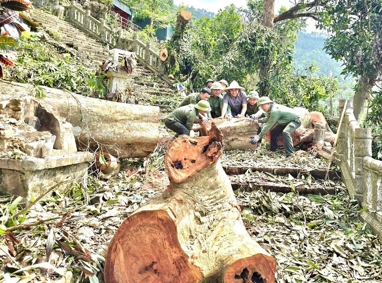 Khẩn trương khắc phục hậu quả bão số 3 tại Ban quản lý di tích và rừng quốc gia Yên Tử (Quảng Ninh).