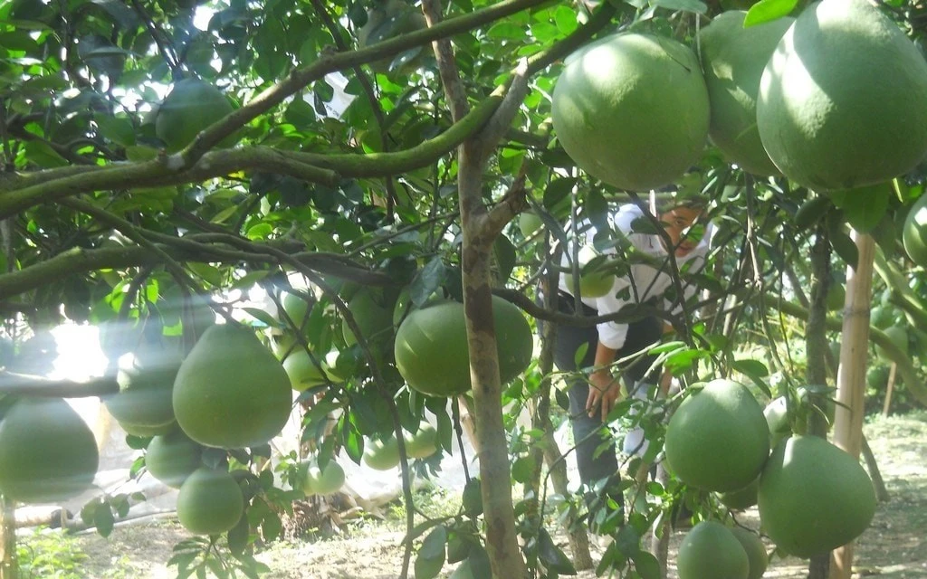 Những vườn bưởi sai trĩu quả trên cù lao Bạch Đằng (thành phố Tân Uyên).