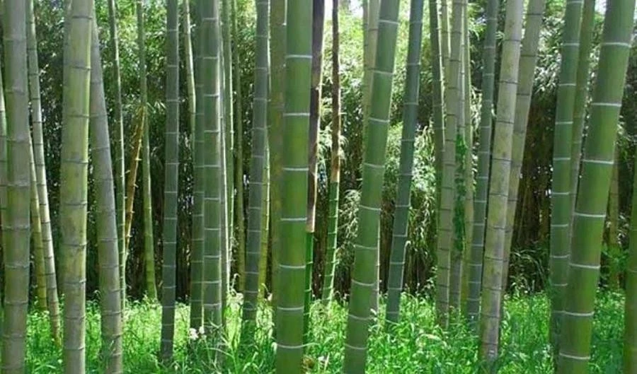 Cây tre ở châu Phi.
