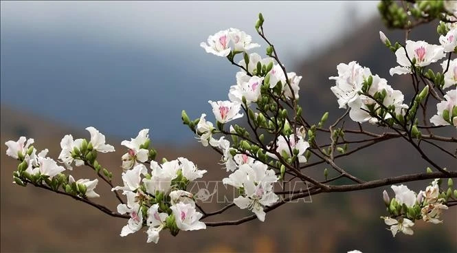 Lễ hội hoa Ban năm nay còn gắn với Ngày hội Văn hóa, Thể thao và Du lịch các dân tộc tỉnh Điện Biên lần thứ VIII, diễn ra từ ngày 13 - 16/3.
