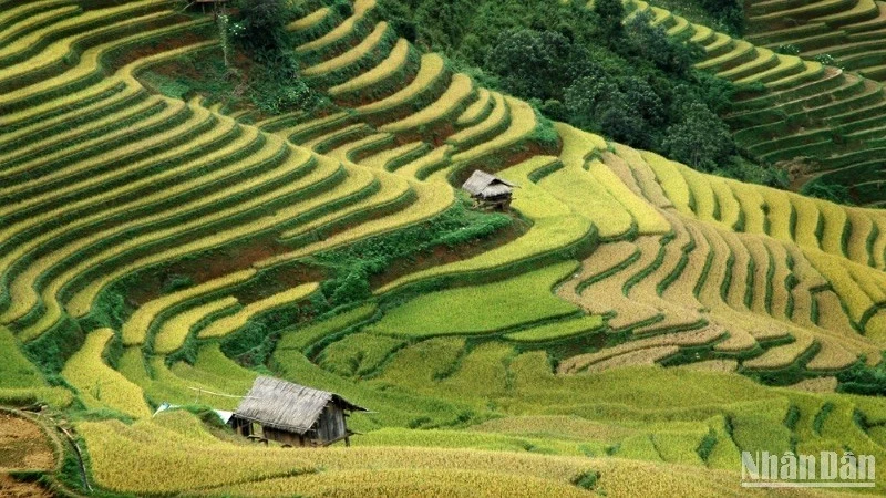Mùa vàng Mù Cang Chải, Yên Bái.