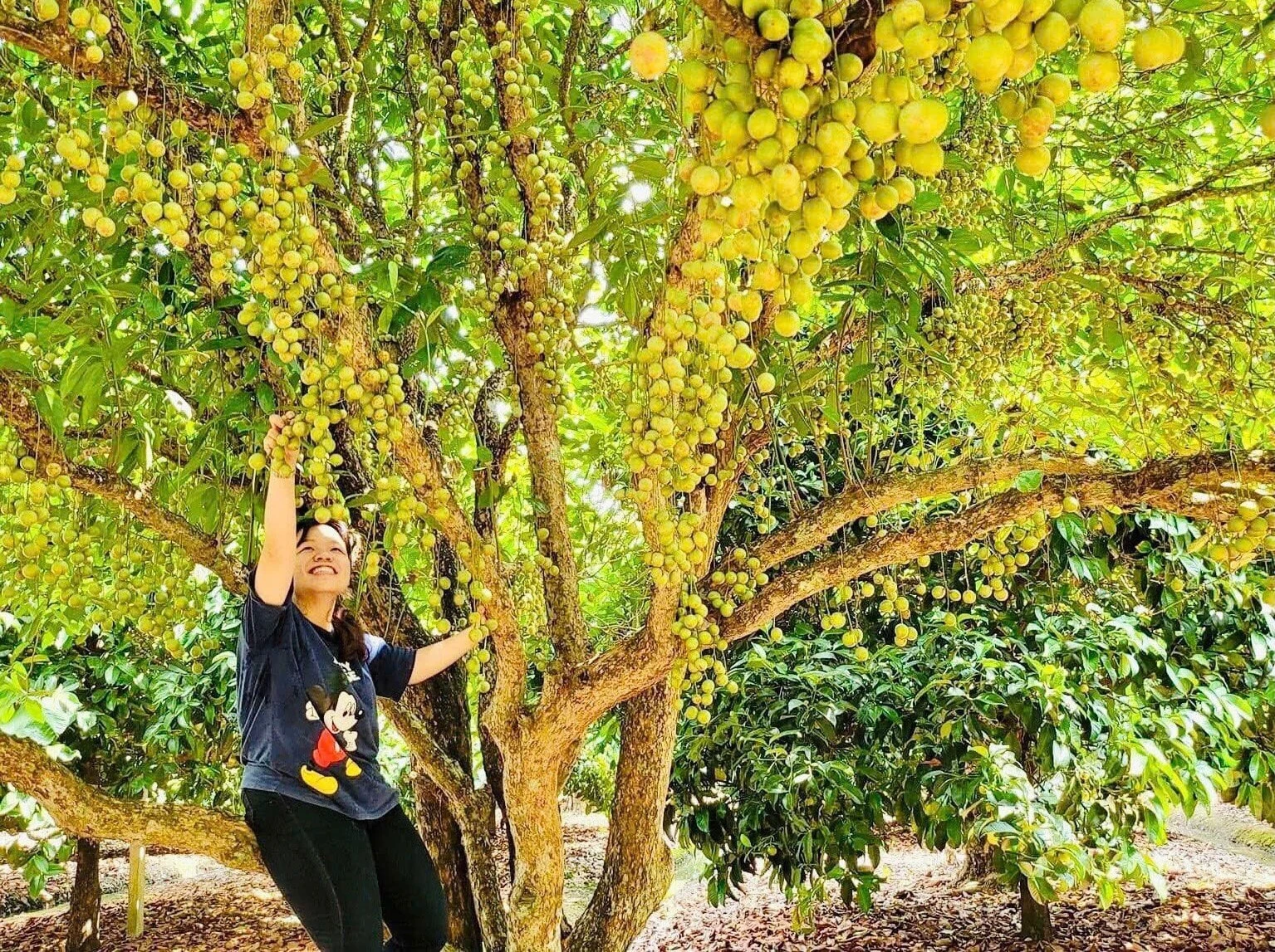 Du khách thích thú khám phá vườn trái cây sai trái tại khu du lịch sinh thái vườn Bình Dương.