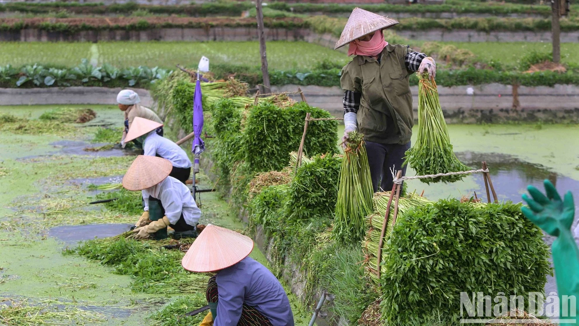 Từ một nền kinh tế nông nghiệp khép kín, Việt Nam đã viết nên một trong những câu chuyện thành công nhất về quá trình chuyển đổi kinh tế ở châu Á.