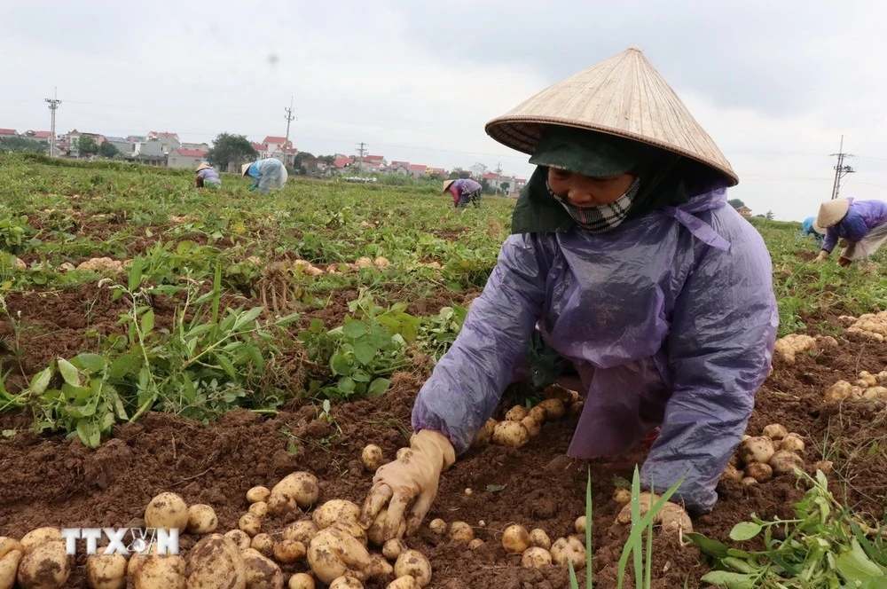 Nông dân xã Đào Viên, thị xã Quế Võ, tỉnh Bắc Ninh thu hoạch khoai tây.