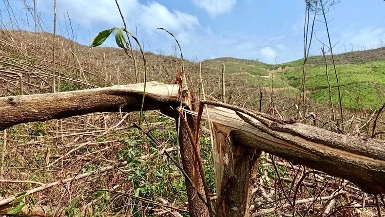 Nhiều diện tích rừng trồng sản xuất bị thiệt hại hoàn toàn.