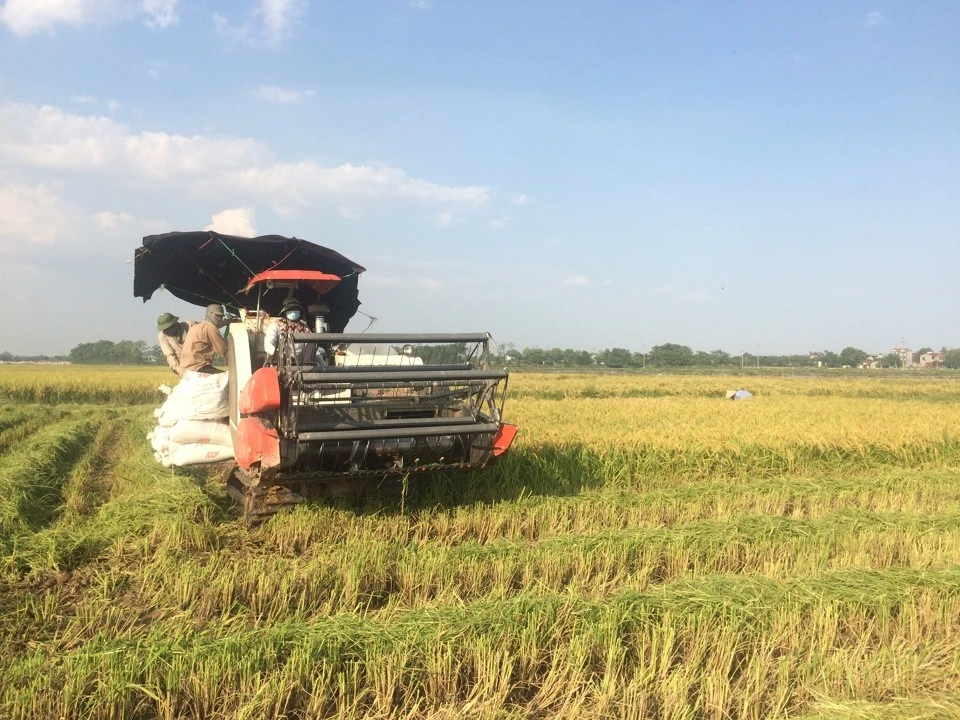Cần phải ban hành quy chế để cơ quan quản lý có thể giám sát được chất lượng hạt gạo mới có thể xây dựng thương hiệu "Gạo Việt Nam" thành công. Ảnh minh hoạ