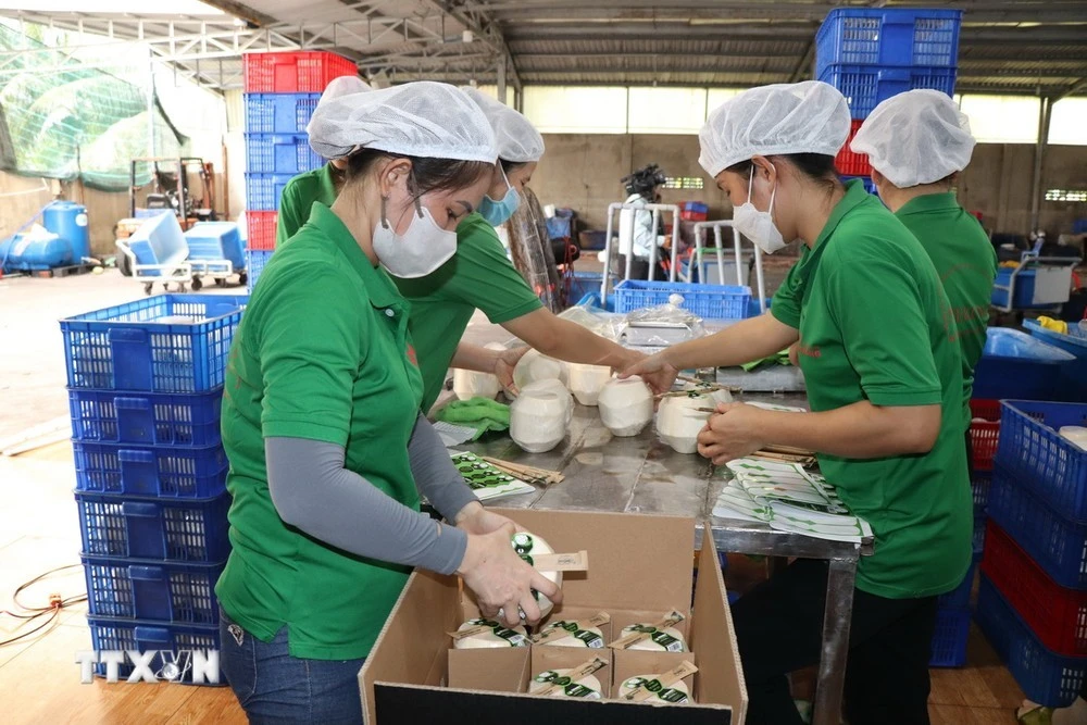Công ty TNHH Trái cây Mekong, xã Hữu Định, huyện Châu Thành, tỉnh Bến Tre đóng gói dừa tươi xuất khẩu sang thị trường Trung Quốc.