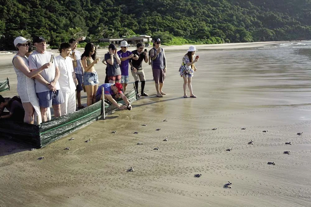 turtle-hatchling-release.jpg