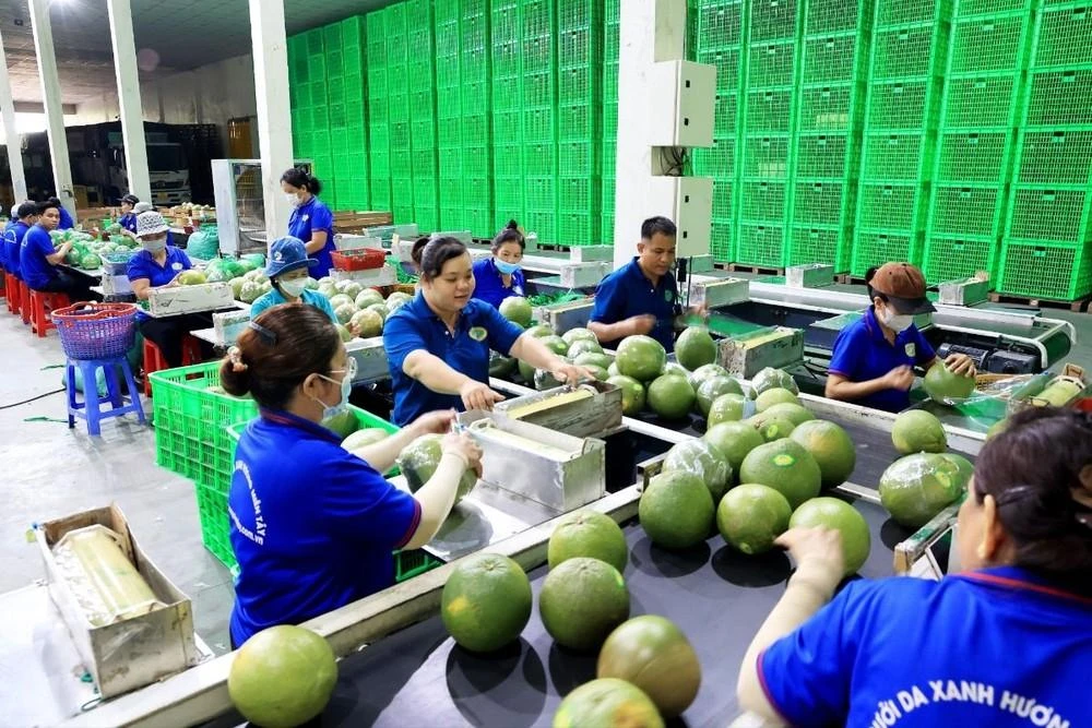 Dây chuyền đóng gói bưởi da xanh xuất khẩu tại Cơ sở Hương Miền Tây, ấp Phước Trung, xã Phước Mỹ Trung, huyện Mỏ Cày Bắc (tỉnh Bến Tre).