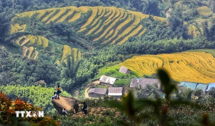 Thời điểm để ngắm mùa lúa chín Y Tý là vào hai tuần đầu tháng 9.