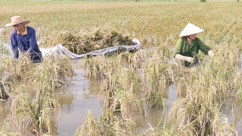 Người dân xã Văn Xá, huyện Kim Bảng (Hà Nam) thu hoạch lúa sau bão.