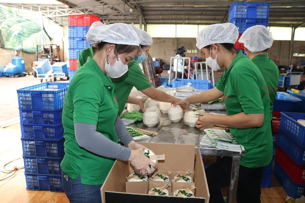 Đóng gói dừa tươi xuất khẩu tại Công ty TNHH Trái cây Mekong, xã Hữu Định, huyện Châu Thành, tỉnh Bến Tre.