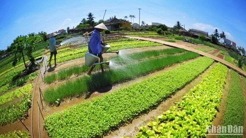 Làng rau Trà Quế - điểm du lịch xanh trong lòng Hội An.