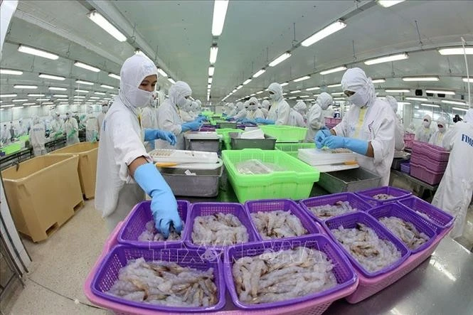 Chế biến sản phẩm tôm xuất khẩu tại nhà máy của Công ty Cổ phần Thực phẩm Sao Ta (Sóc Trăng).