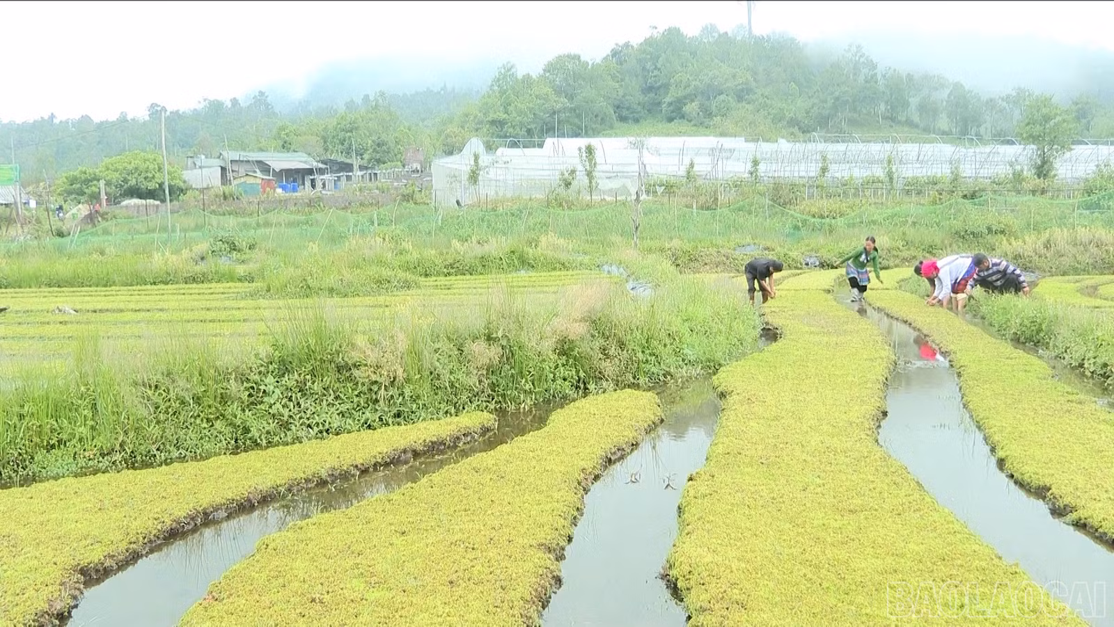baolaocai-br_sequence-3900-01-38-00still004.jpg
