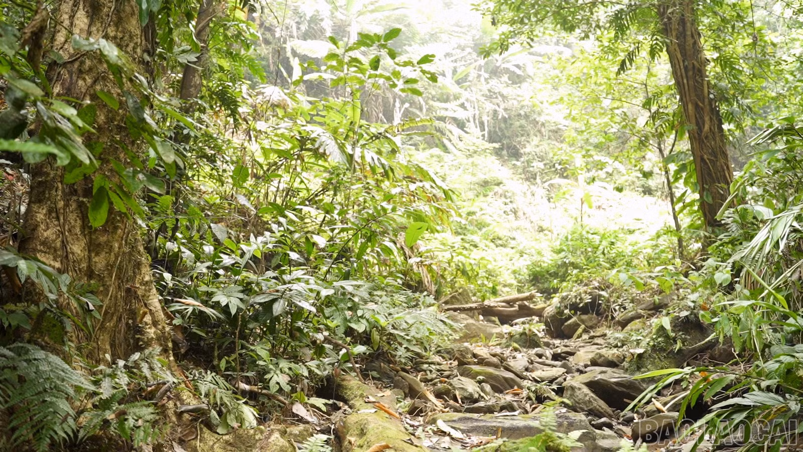 baolaocai-br_sequence-8000-04-12-22still005.jpg