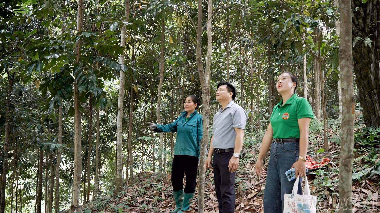 baolaocai-br_1111.jpg