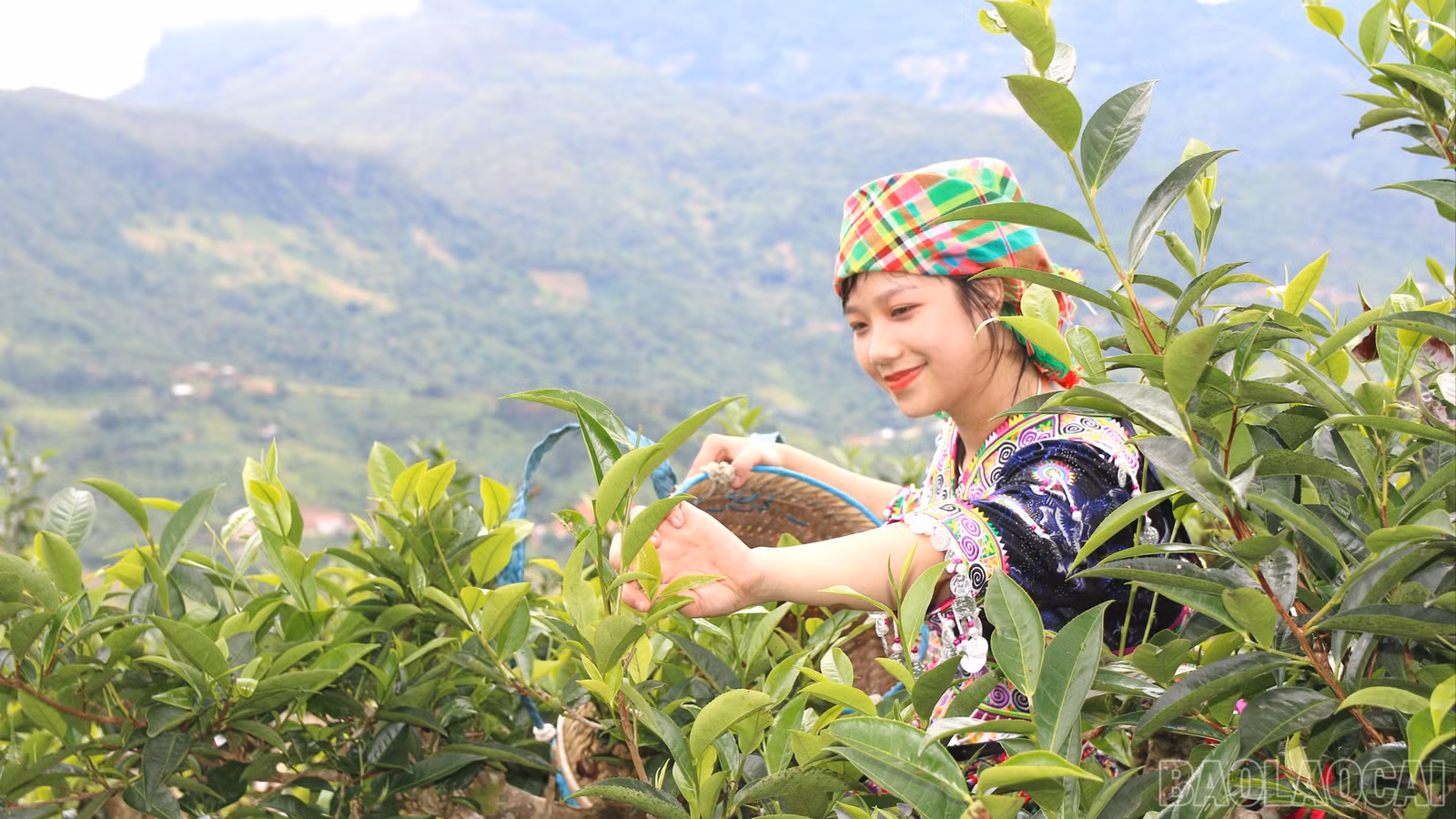 baolaocai-br_img-0220-5245.jpg