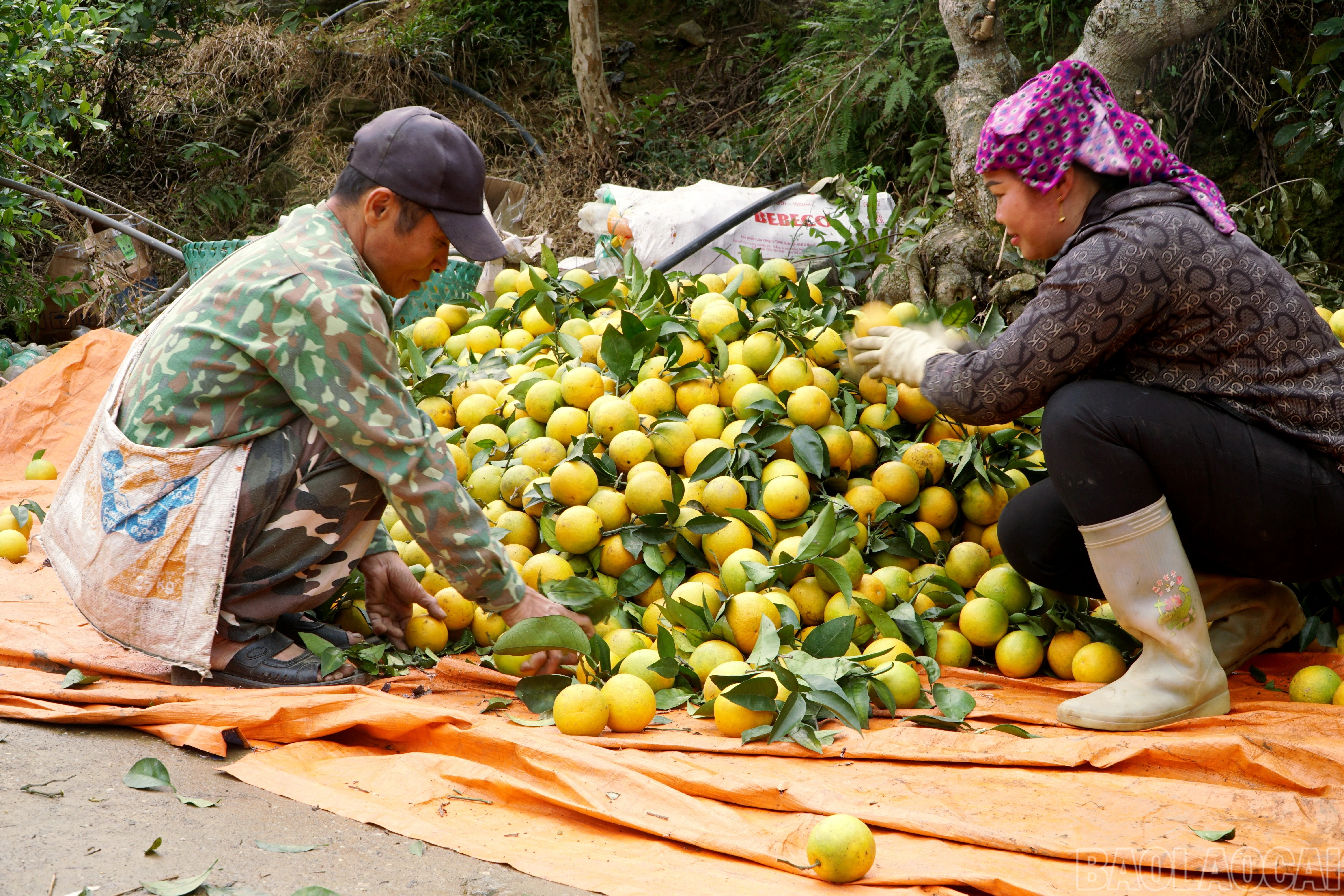 baolaocai-br_img-20251205-155445.jpg