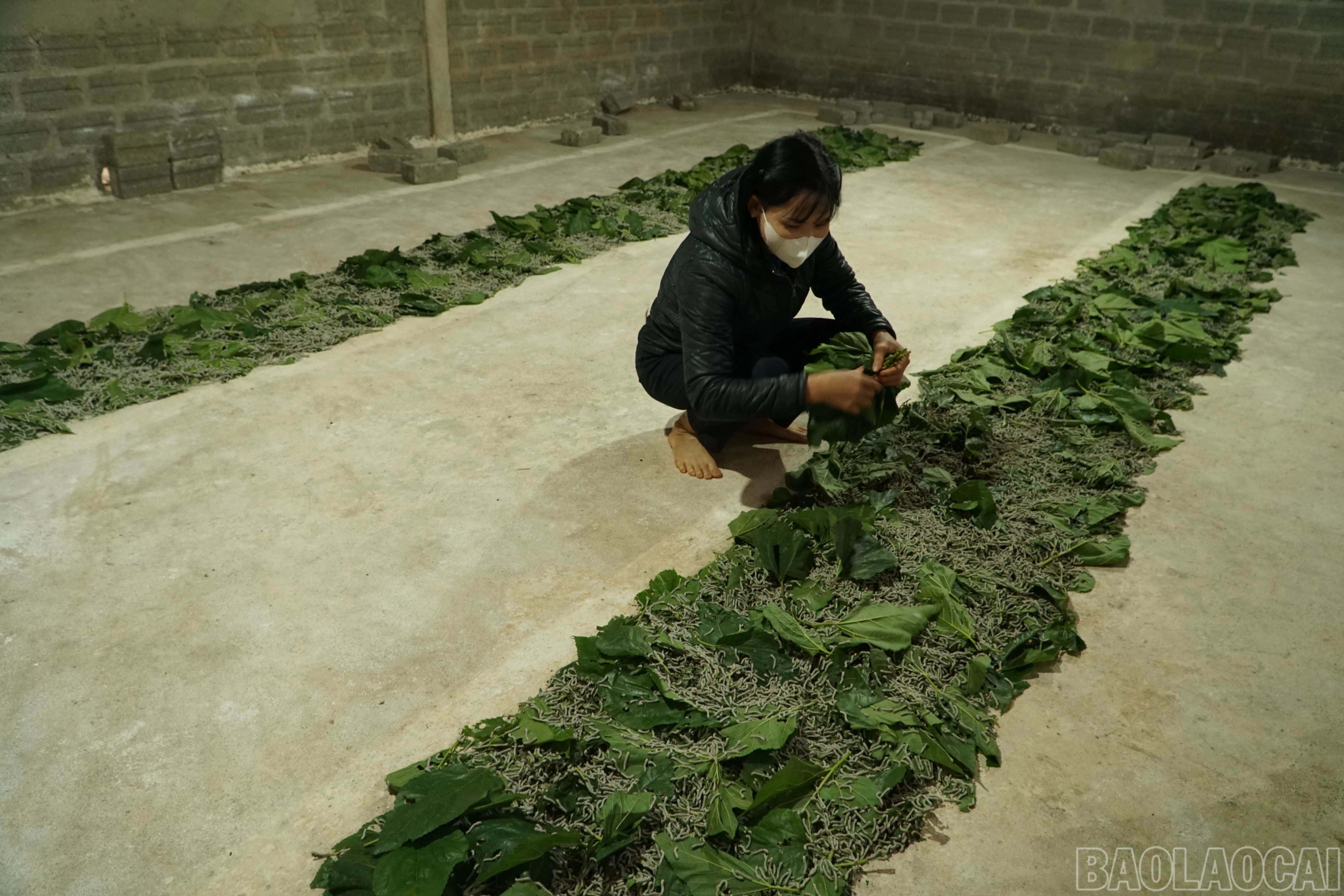 baolaocai-br_save-20251205-091059.jpg