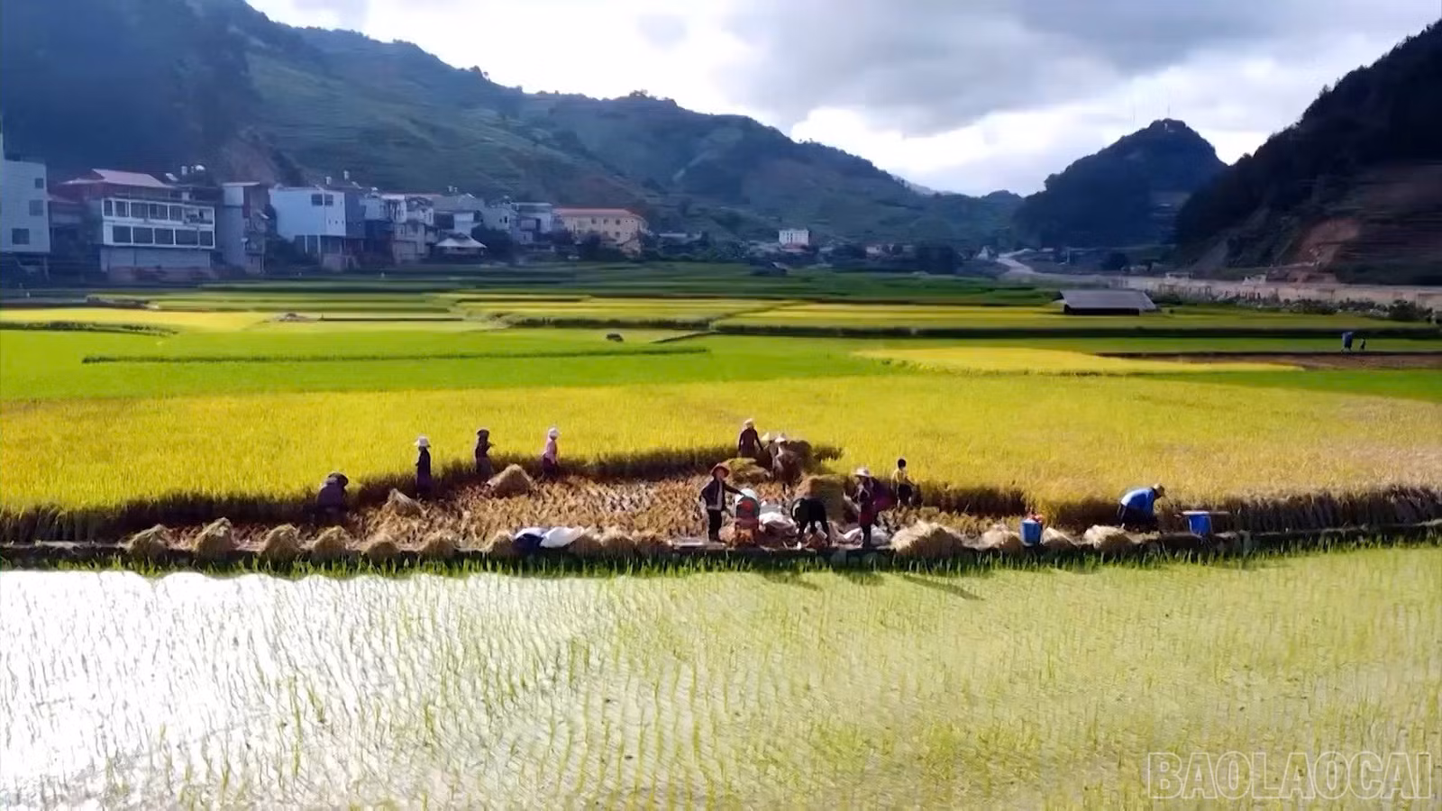 baolaocai-br_a07b560926c1a89ff1d0.jpg