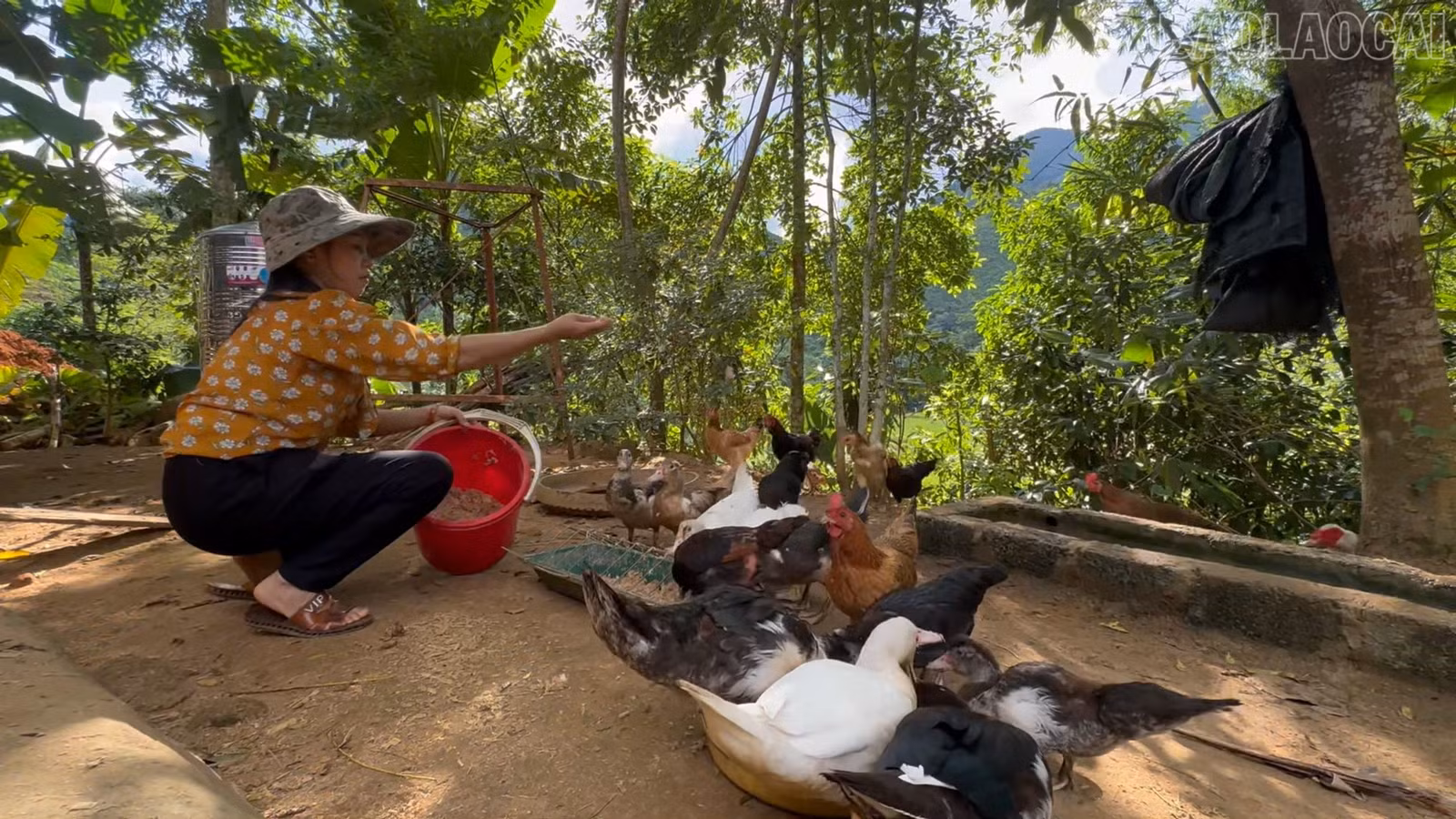 baolaocai-tr_0926-1mp4-snapshot-0543551.png