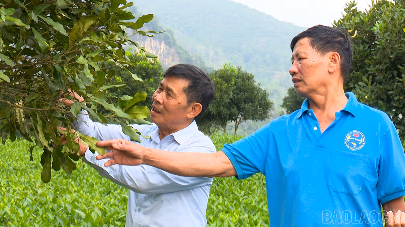 baolaocai-br_phong-du-ha00-02-39-13still002.jpg